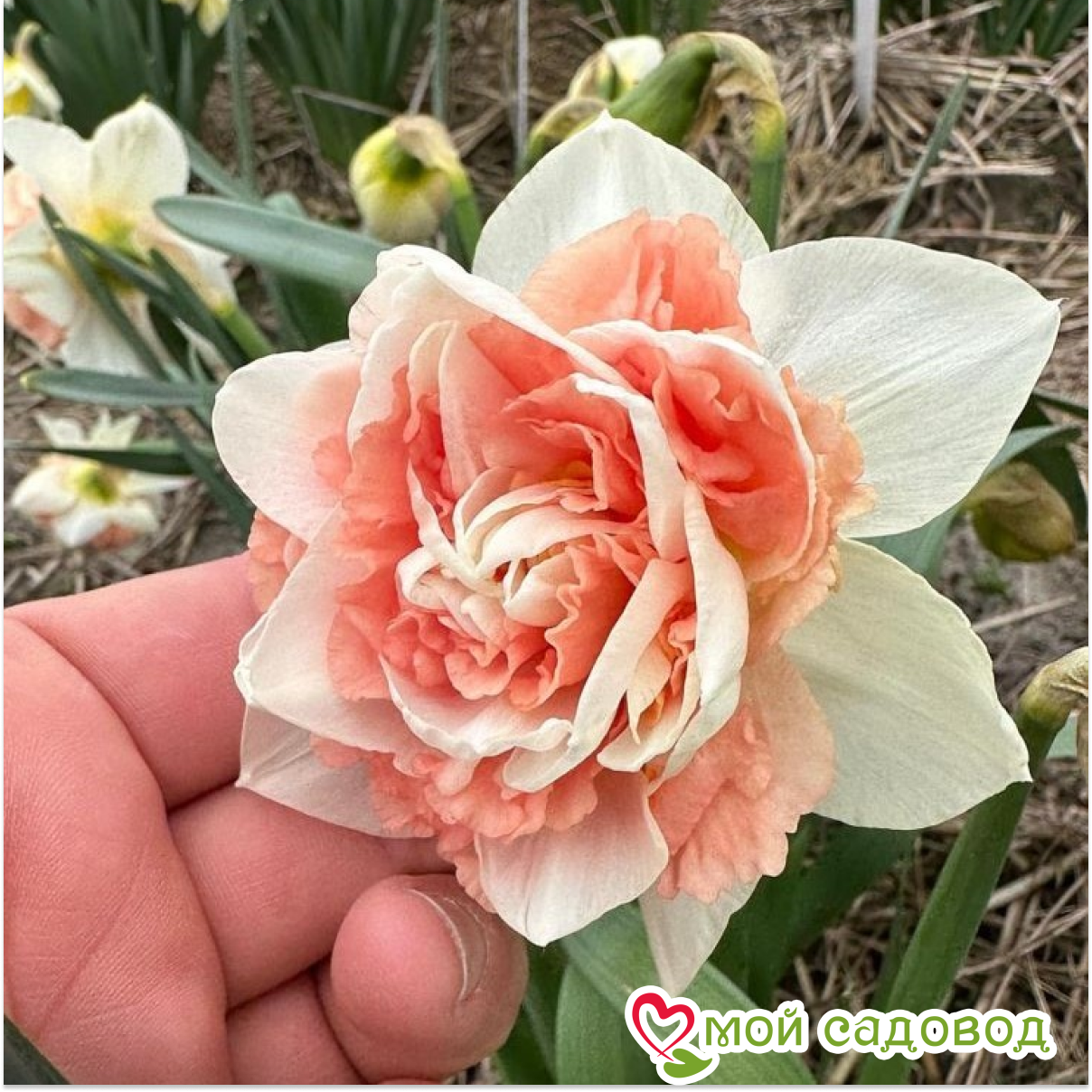 Нарцисс махровый Рози Клауд