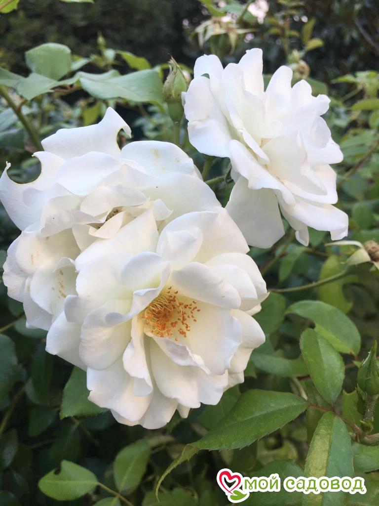 Роза Белый каскад