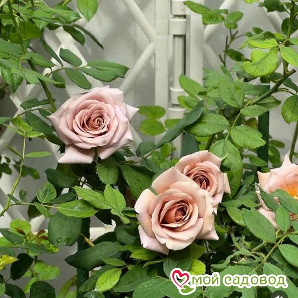 Роза Коко Локо